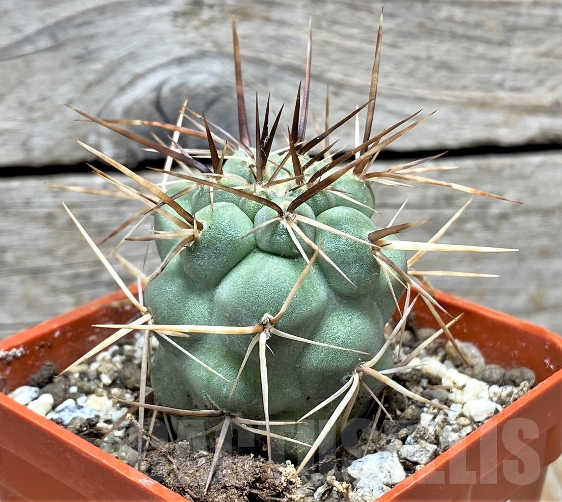 SHPR14153 Tephrocactus alexanderi