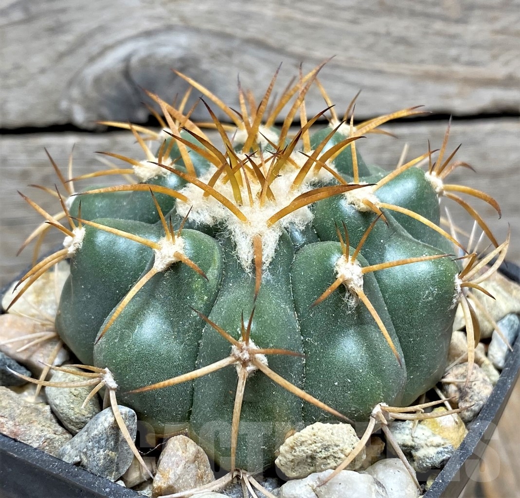 SHPR14155 Discocactus sp. MH888 - Image 2