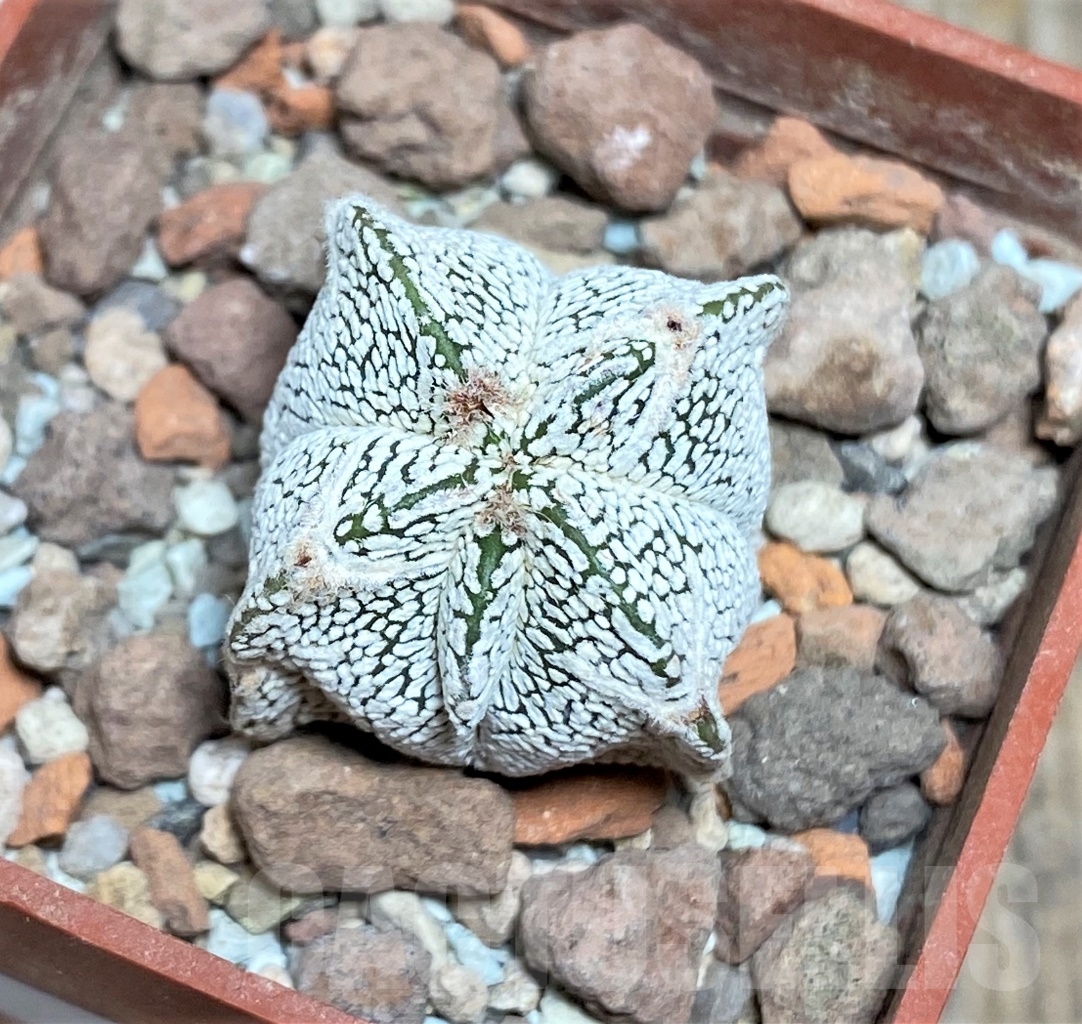 SHPR14156 Astrophytum myriostigma 'Onzuka' quadricostatum - Image 2