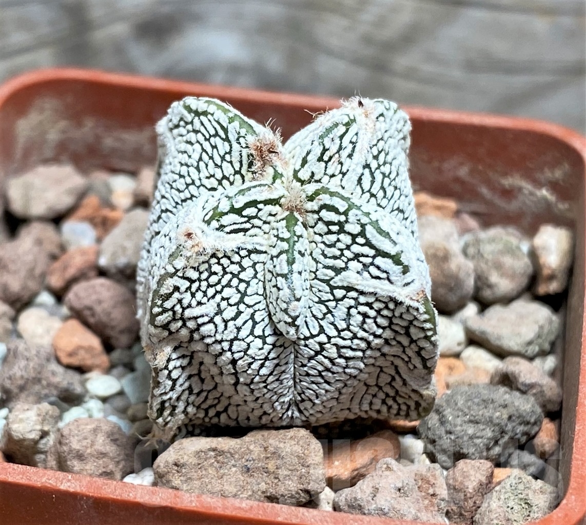 SHPR14156 Astrophytum myriostigma 'Onzuka' quadricostatum