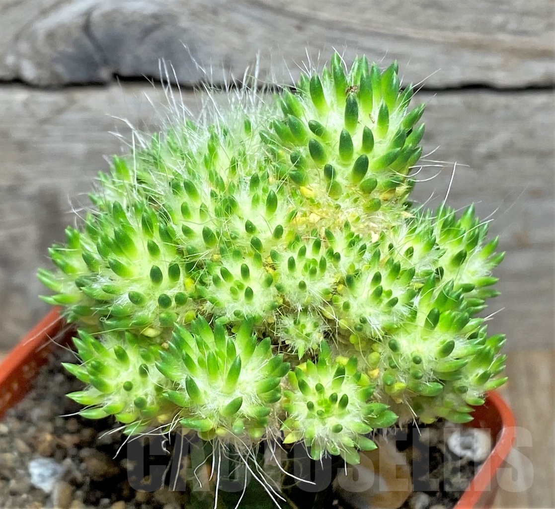 SHPR14160 Punotia lagopus, grafted