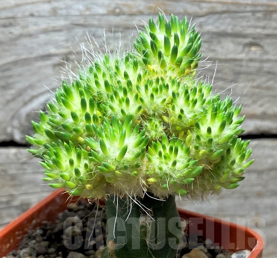 SHPR14160 Punotia lagopus, grafted - immagine 2