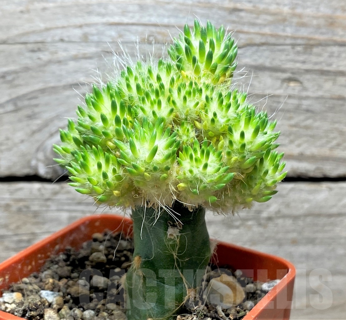 SHPR14160 Punotia lagopus, grafted - immagine 3