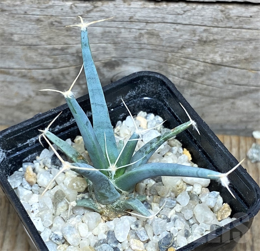 SHPR14162 Leuchtenbergia principis