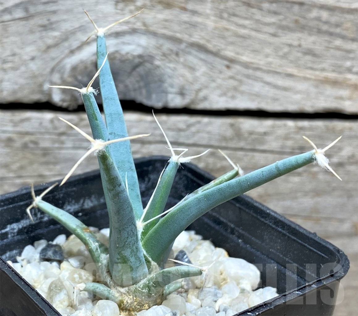 SHPR14162 Leuchtenbergia principis - Зображення 2