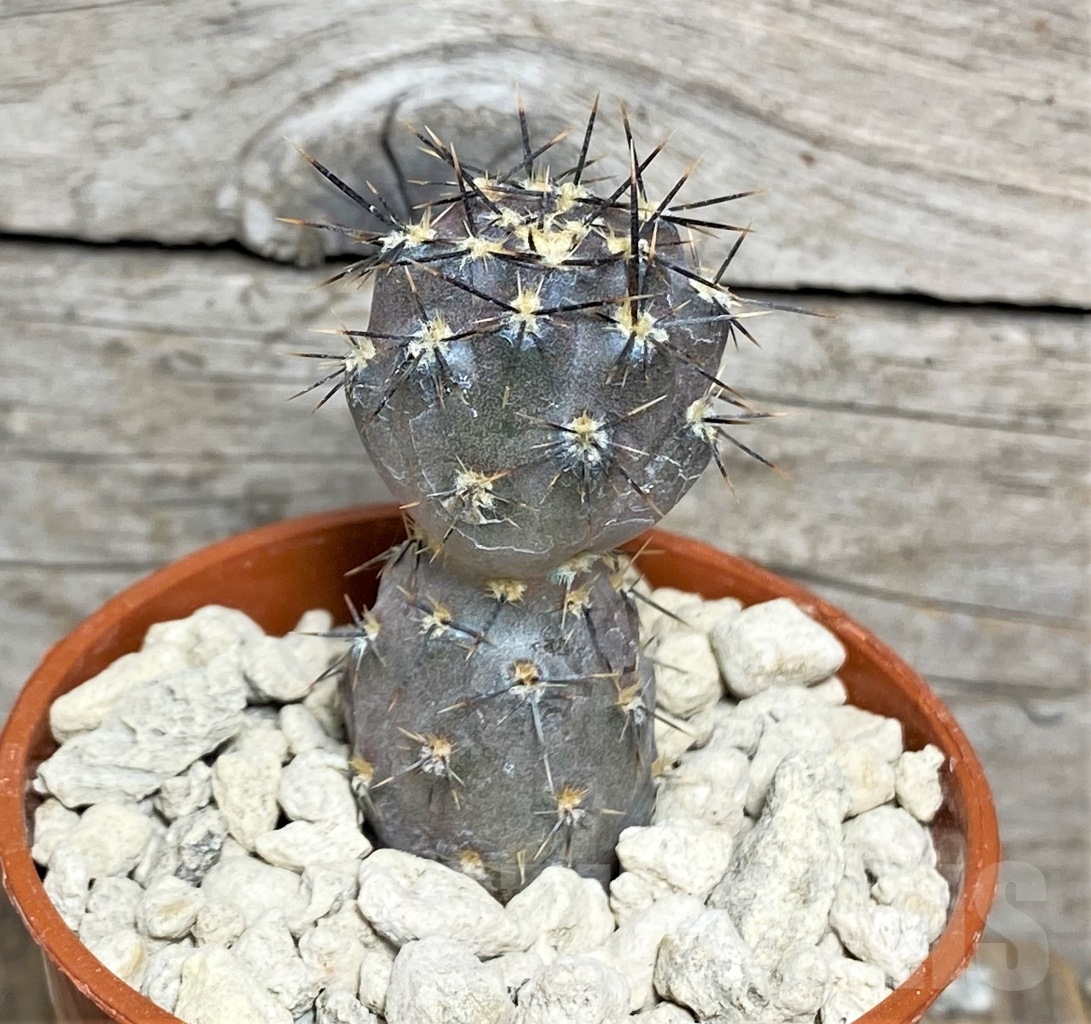 SHPR14163 Pterocactus hickenii KF 79 - Imagen 2