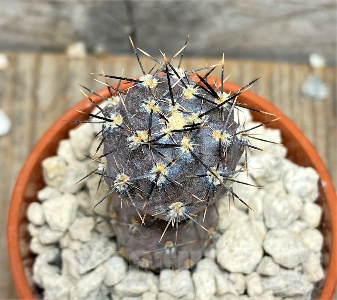 SHPR14163 Pterocactus hickenii KF 79