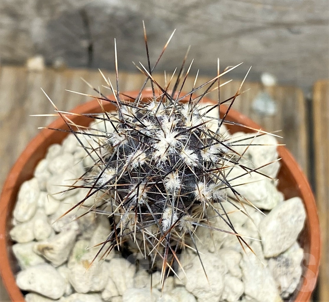 SHPR14164 Pterocactus hickenii MK 1198