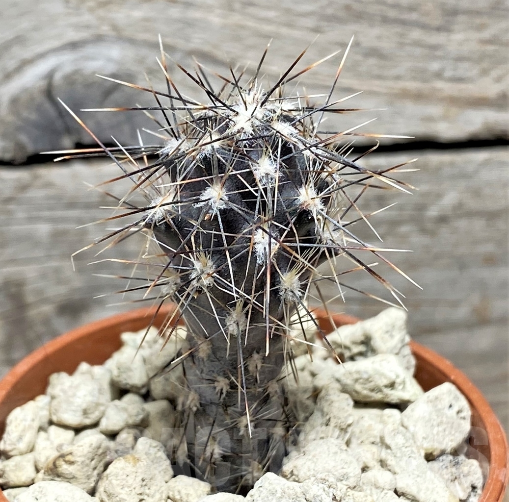 SHPR14164 Pterocactus hickenii MK 1198 - Imagen 2