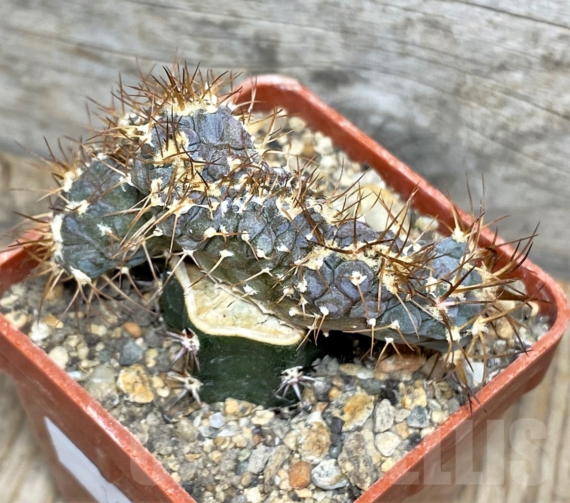 SHPR14167 Echinocactus horizonthalonius f. monstrosa PC 72, grafted