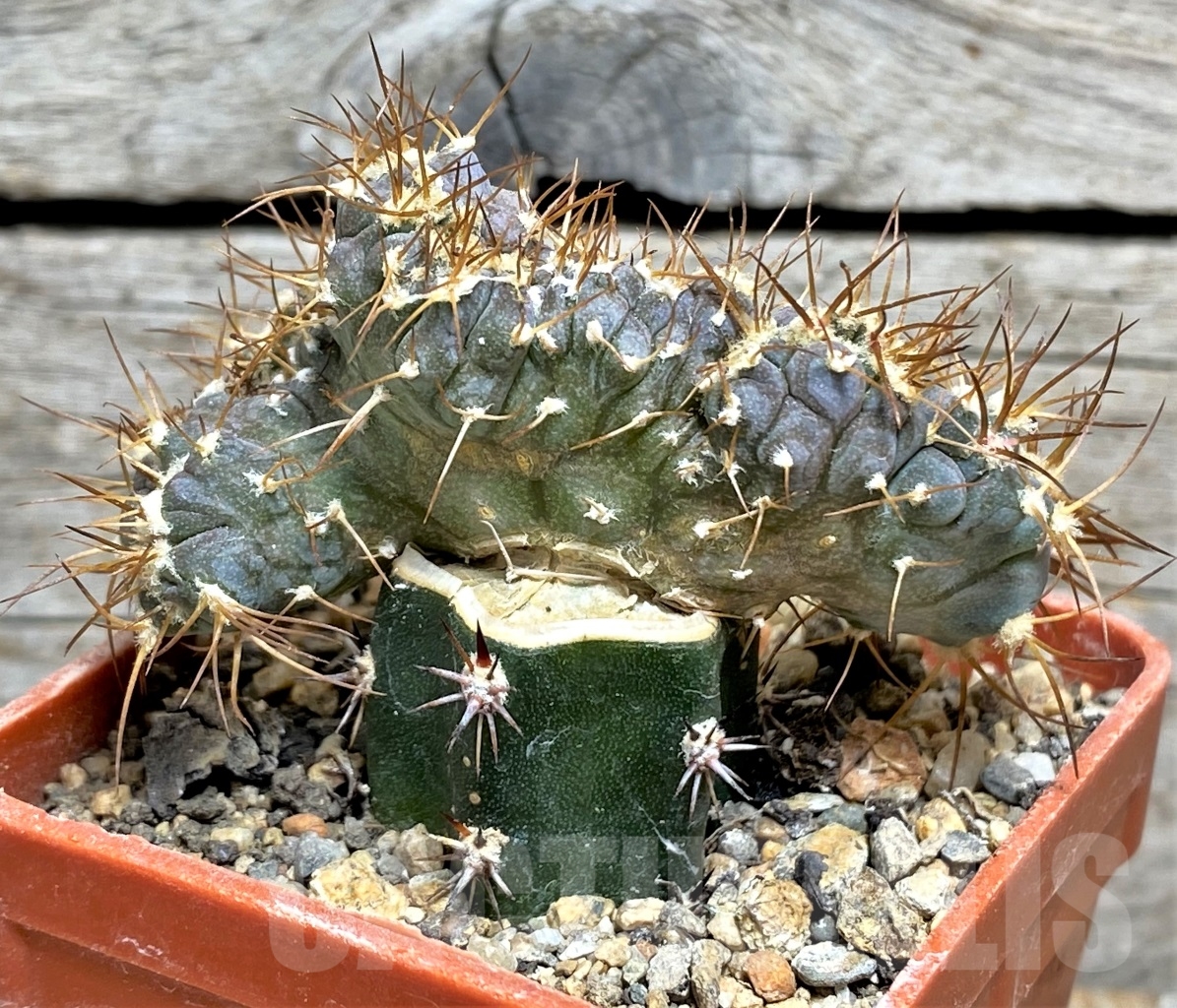 SHPR14167 Echinocactus horizonthalonius f. monstrosa PC 72, grafted - Image 2