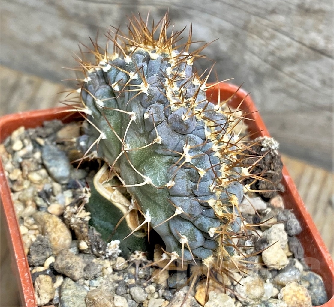 SHPR14168 Echinocactus horizonthalonius f. monstrosa PC 72, grafted