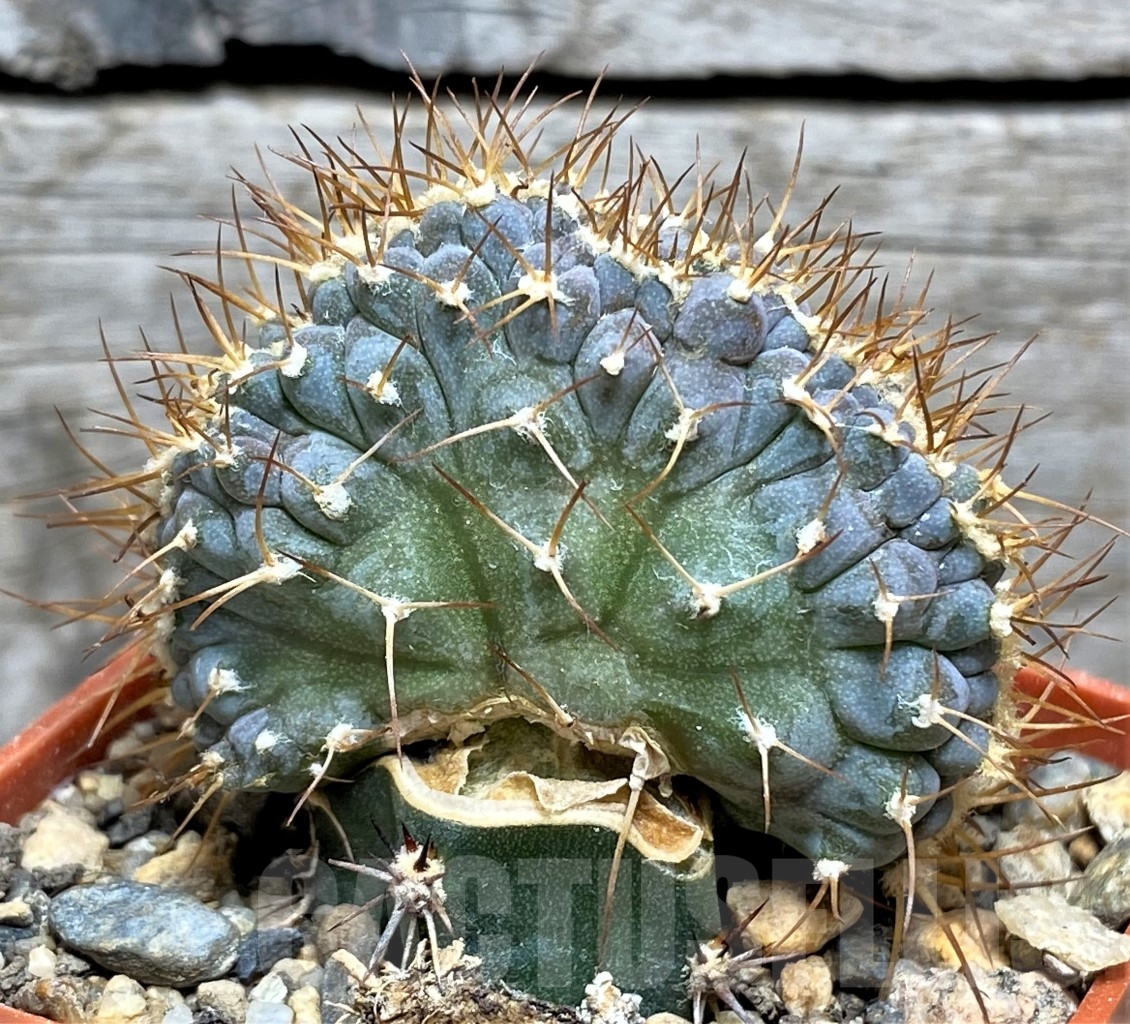 SHPR14168 Echinocactus horizonthalonius f. monstrosa PC 72, grafted - Image 2