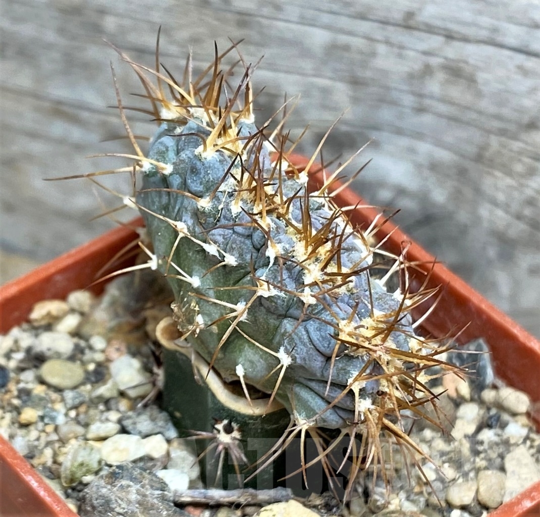 SHPR14169 Echinocactus horizonthalonius f. monstrosa PC 72, grafted
