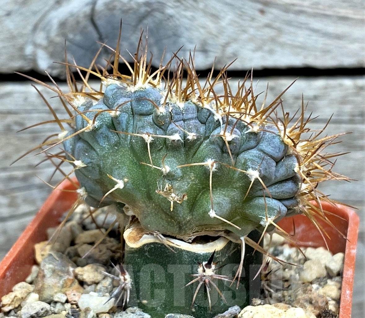 SHPR14169 Echinocactus horizonthalonius f. monstrosa PC 72, grafted - Image 2