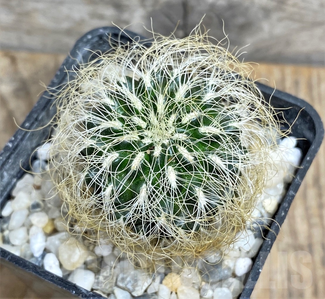 SHPR14172 Sulcorebutia hertusii - immagine 2