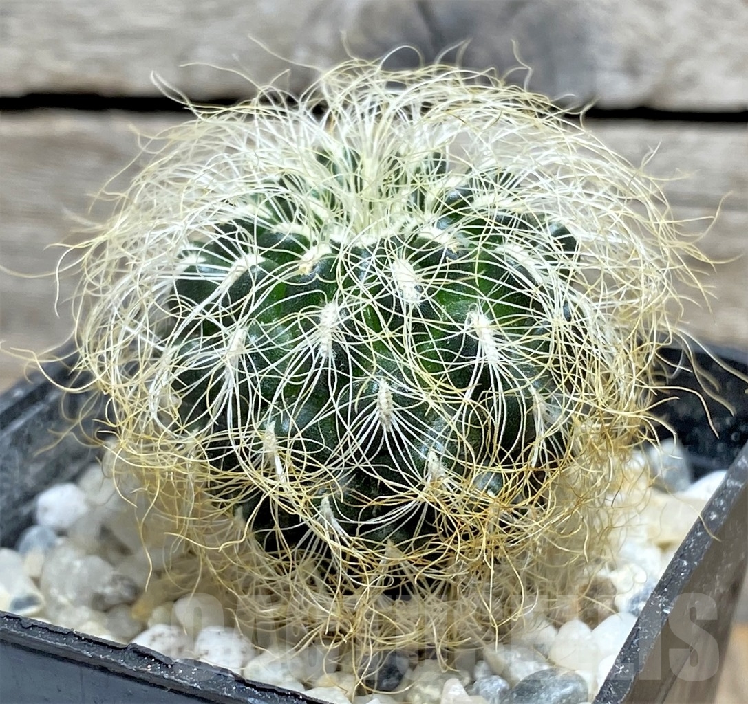 SHPR14172 Sulcorebutia hertusii