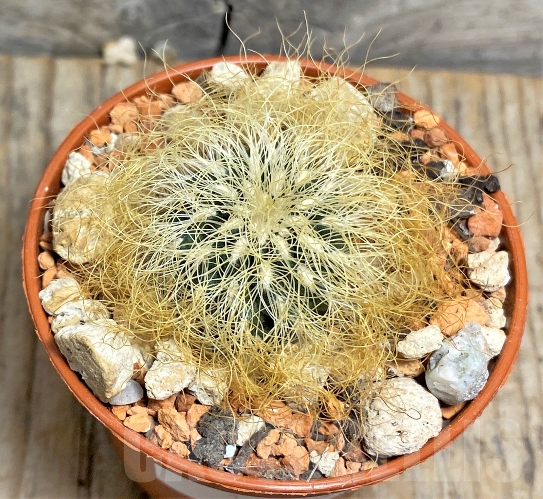 SHPR14173 Sulcorebutia patriciae - Image 2