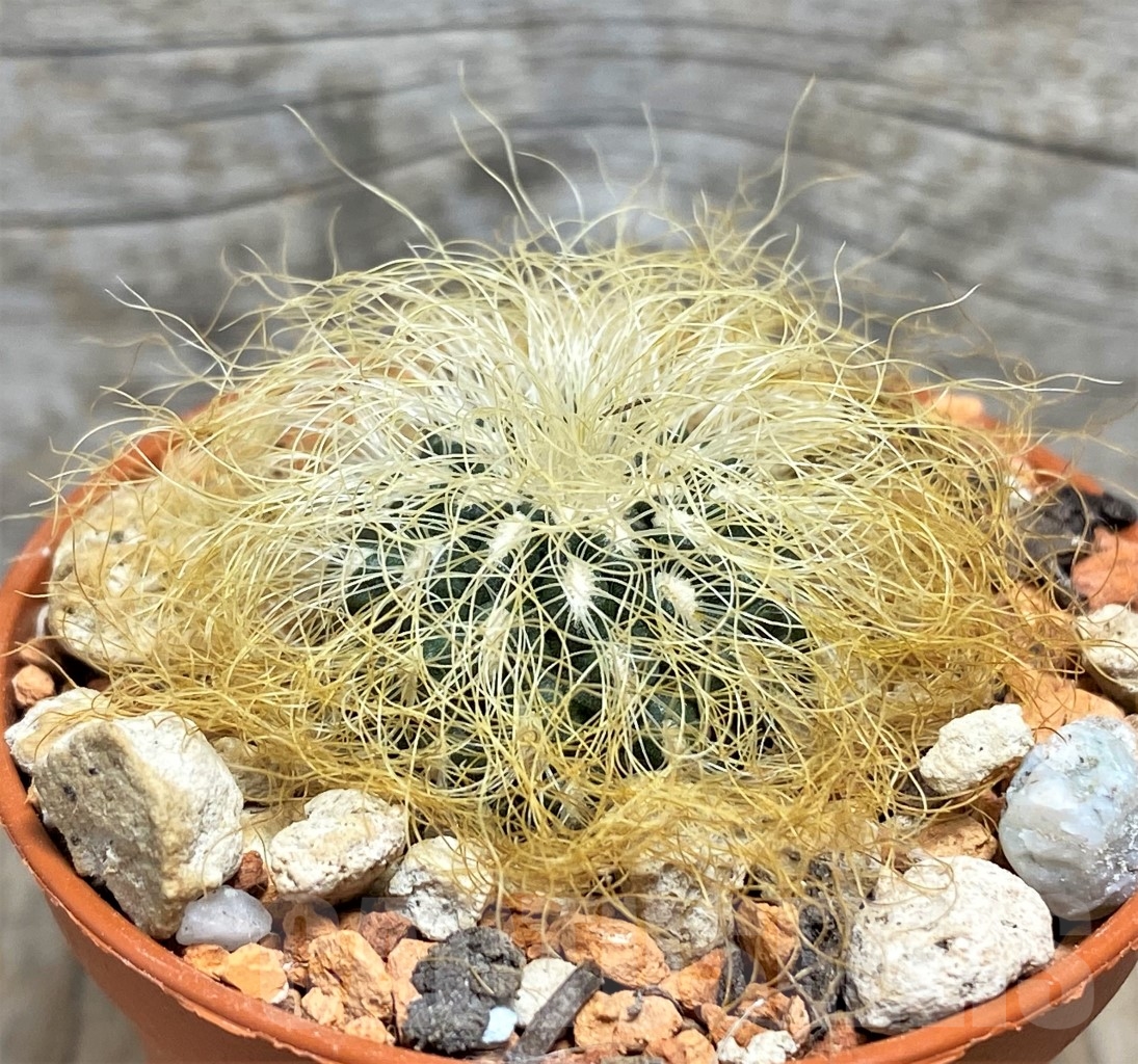 SHPR14173 Sulcorebutia patriciae