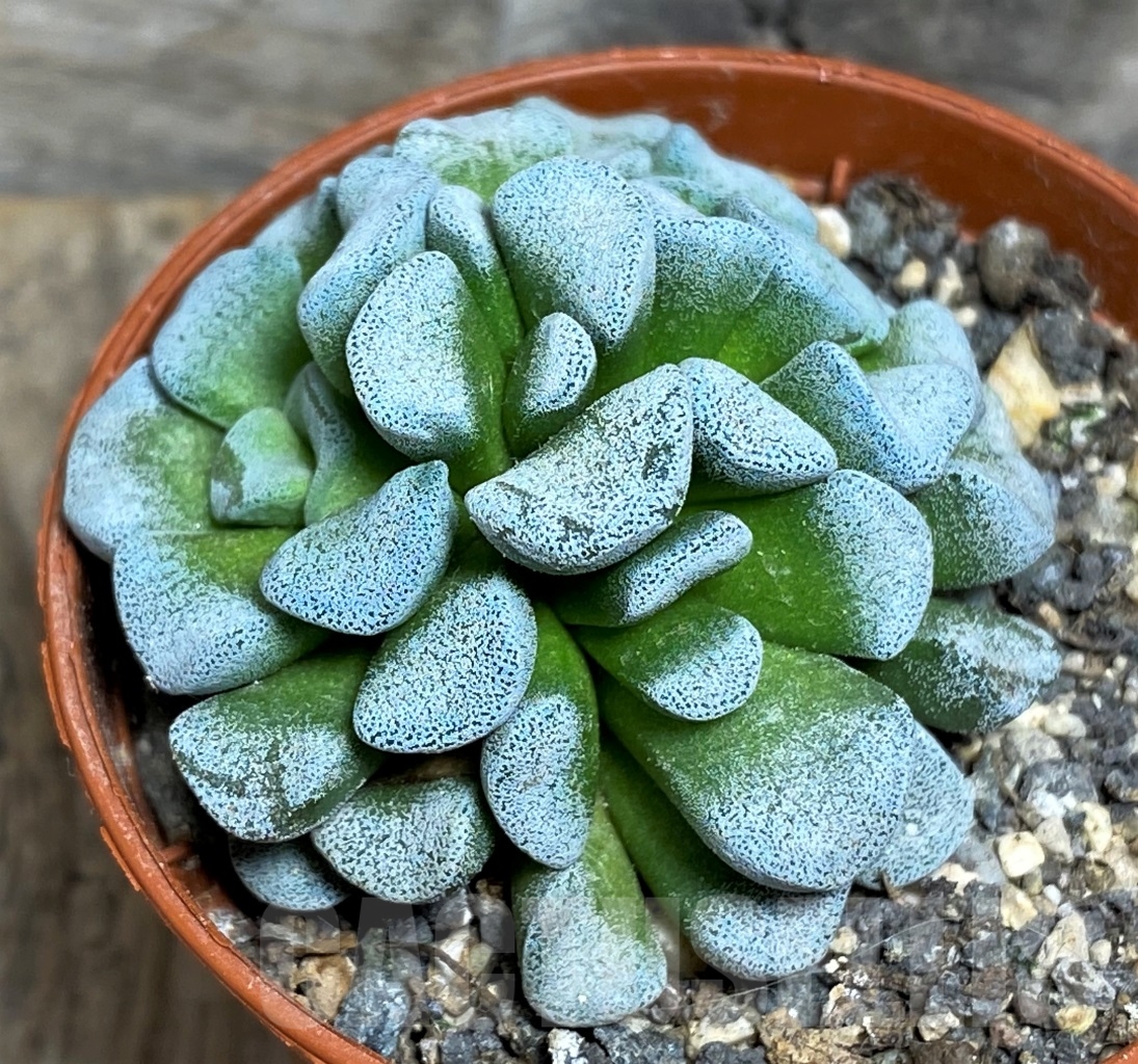 SHPR14174 Crassula mesembrianthemopsis