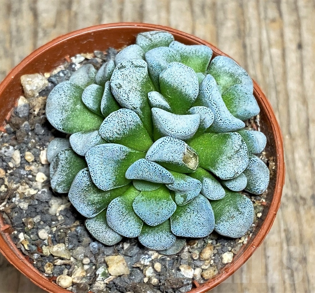 SHPR14174 Crassula mesembrianthemopsis - Image 2