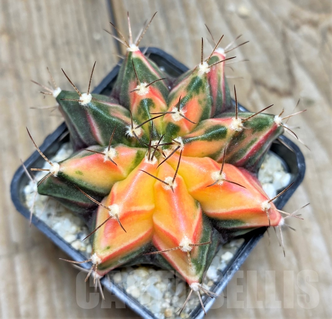 SHPR14175 Gymnocalycium mihanovichii f.variegata