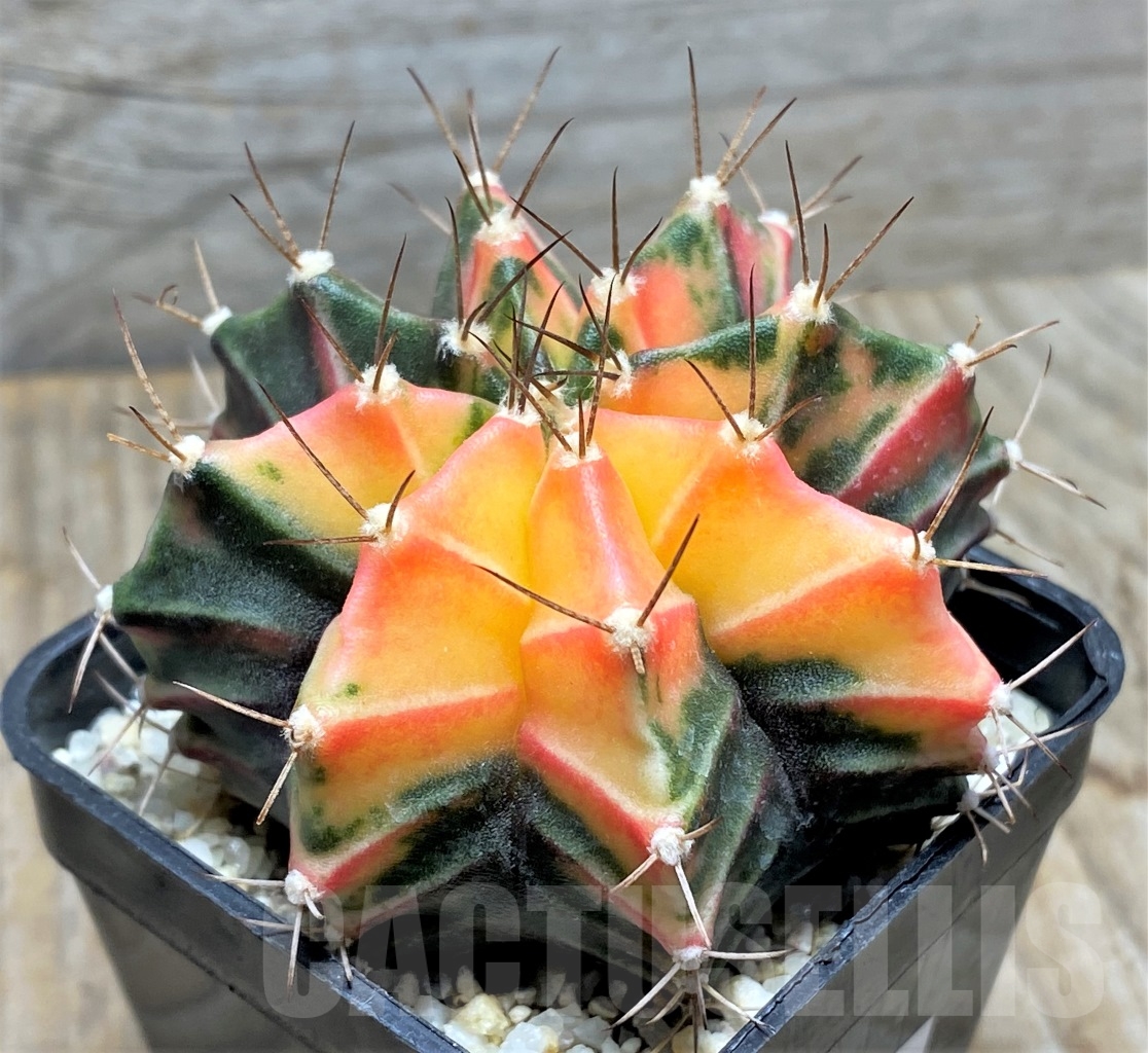 SHPR14175 Gymnocalycium mihanovichii f.variegata - Obrázek 2