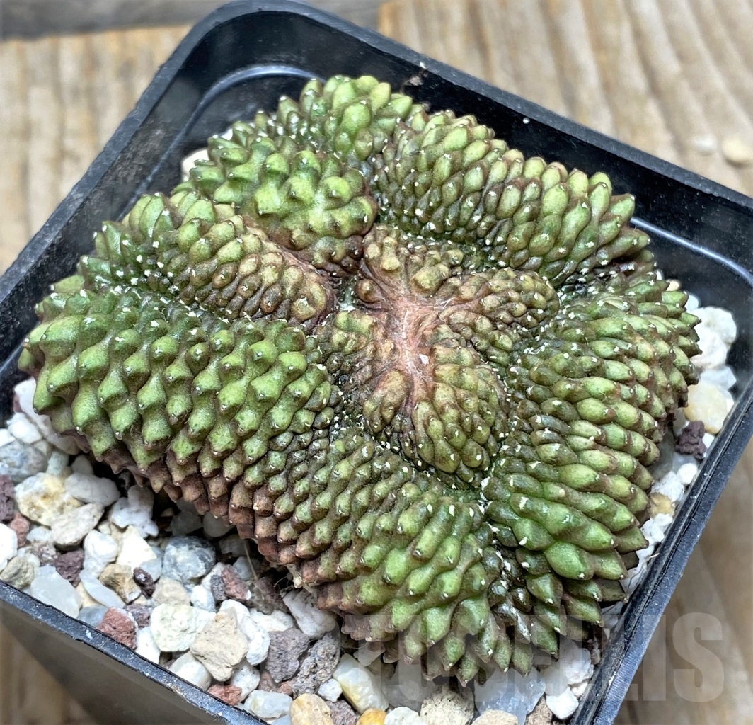SHPR14176 Gymnocalycium hybrid 'inermis' f. cristata