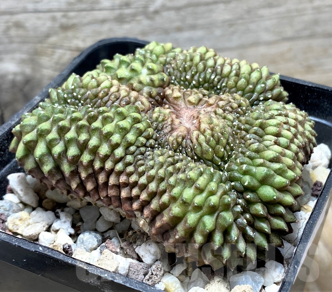 SHPR14176 Gymnocalycium hybrid 'inermis' f. cristata - Image 2
