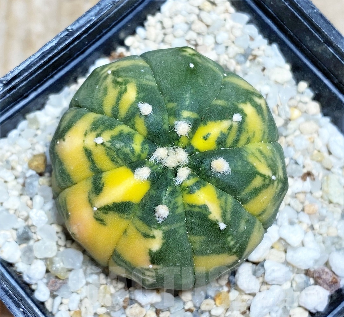 SHPR14204 Astrophytum asterias f. variegata