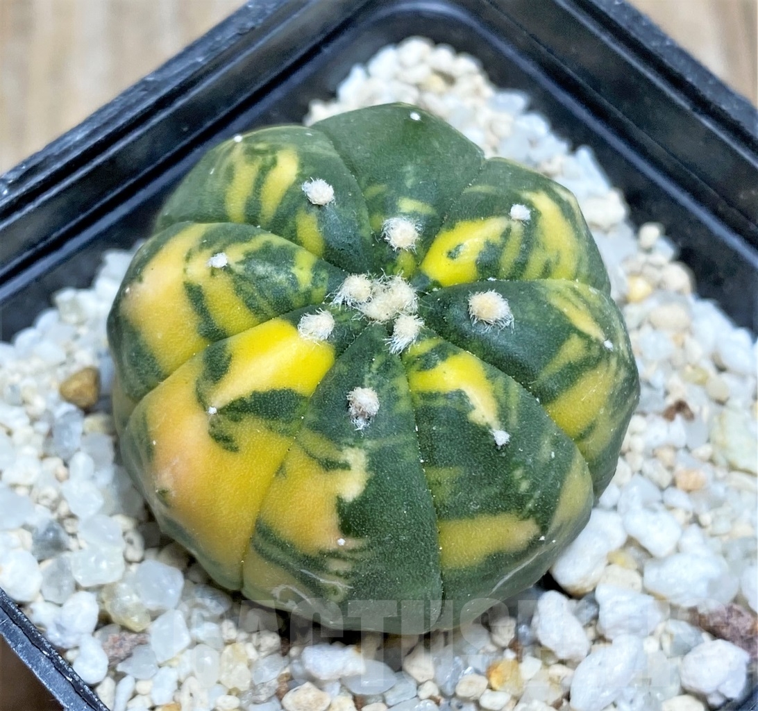 SHPR14204 Astrophytum asterias f. variegata - Image 2