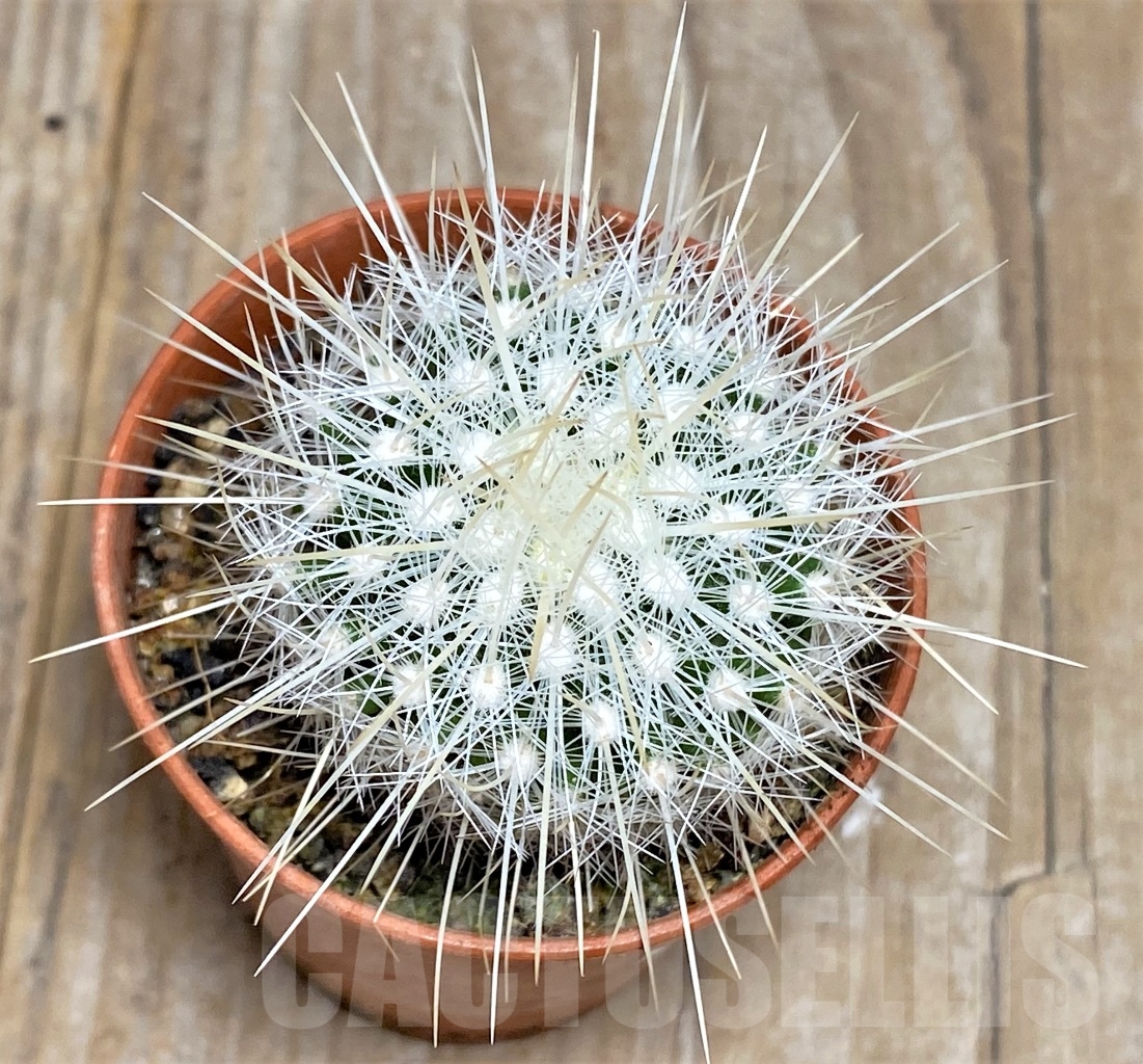 SHPR14206 Thelocactus macdowellii - Obrázek 2