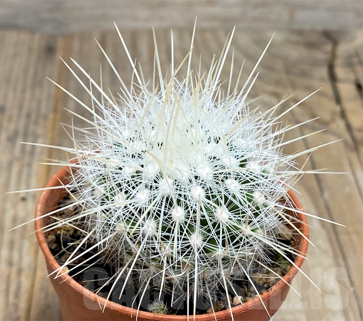 SHPR14206 Thelocactus macdowellii