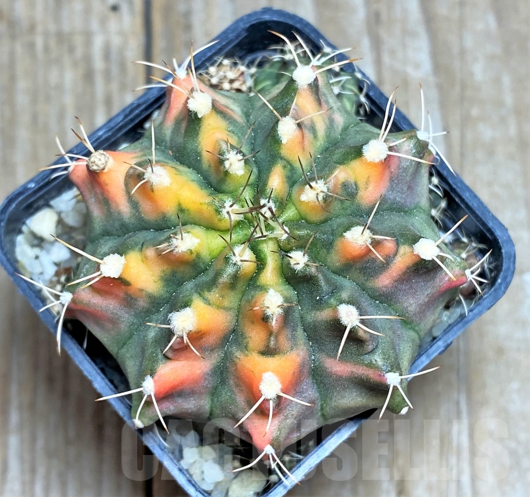 SHPR14208 Gymnocalycium mihanovichii f. variegata - Image 2