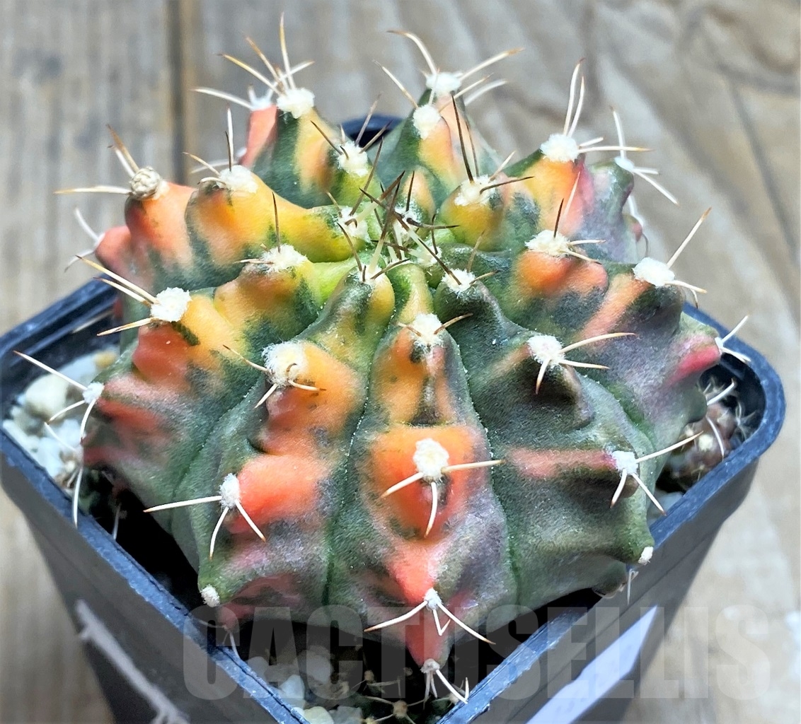 SHPR14208 Gymnocalycium mihanovichii f. variegata