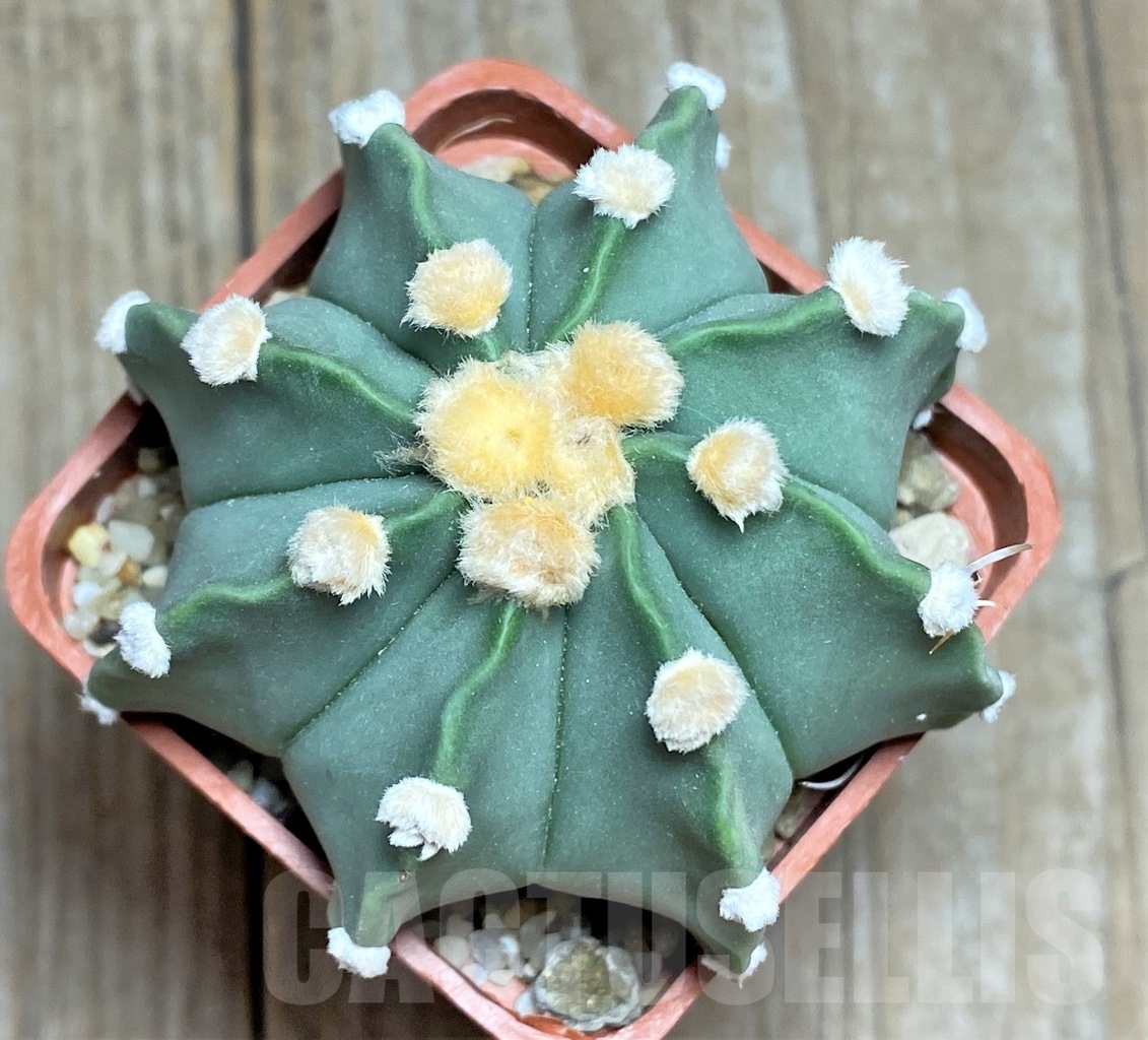 SHPR14209 Astrophytum senilis v. aureum x asterias