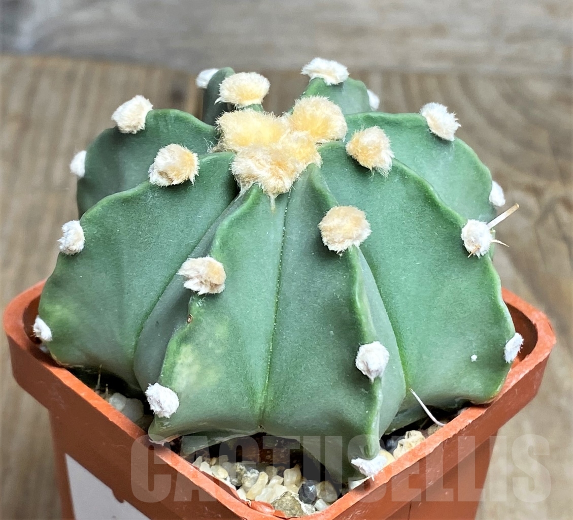 SHPR14209 Astrophytum senilis v. aureum x asterias - Image 2