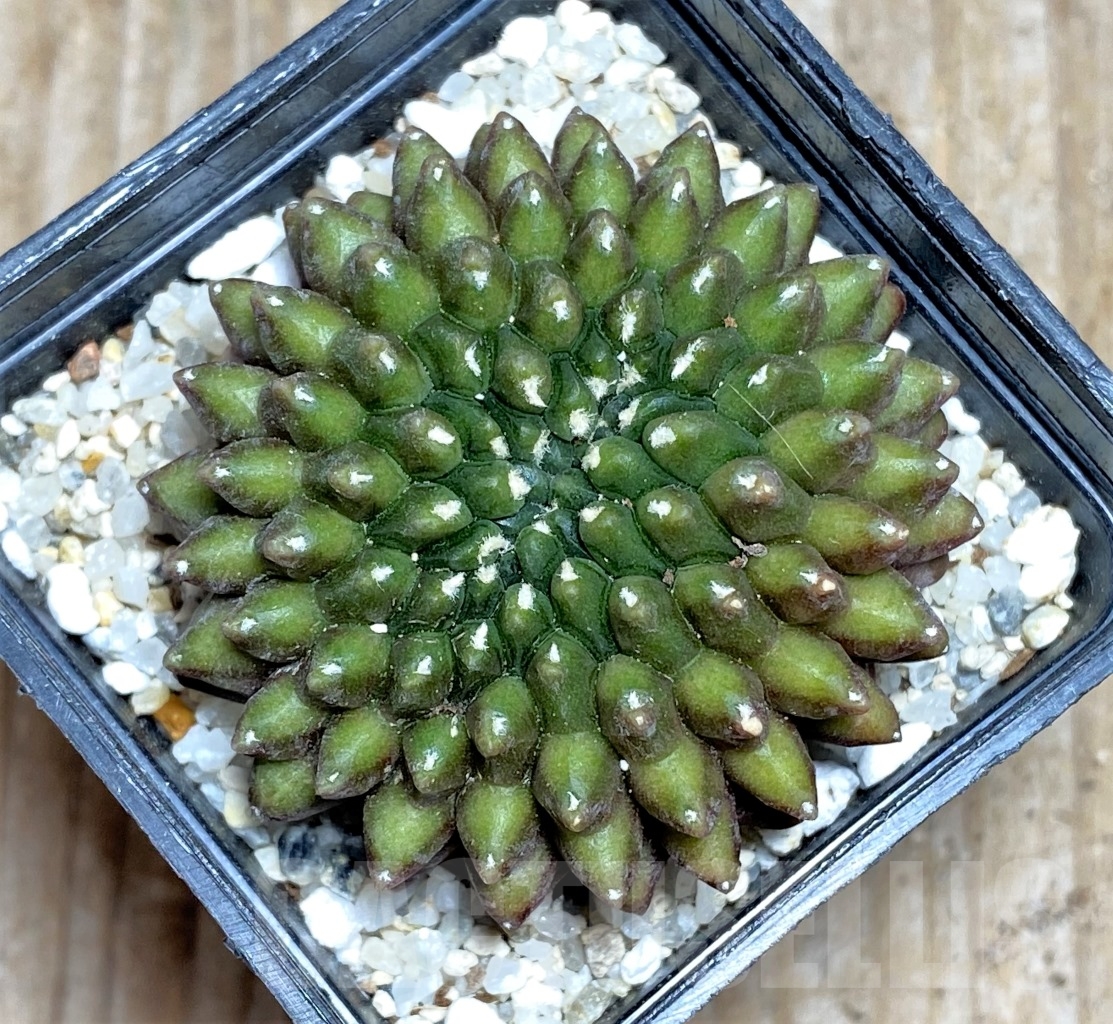 SHPR14211 Gymnocalycium hybrid f. inermis cristata