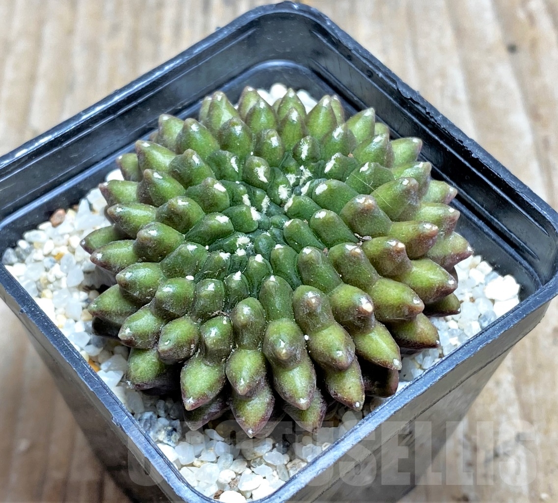 SHPR14211 Gymnocalycium hybrid f. inermis cristata - immagine 2