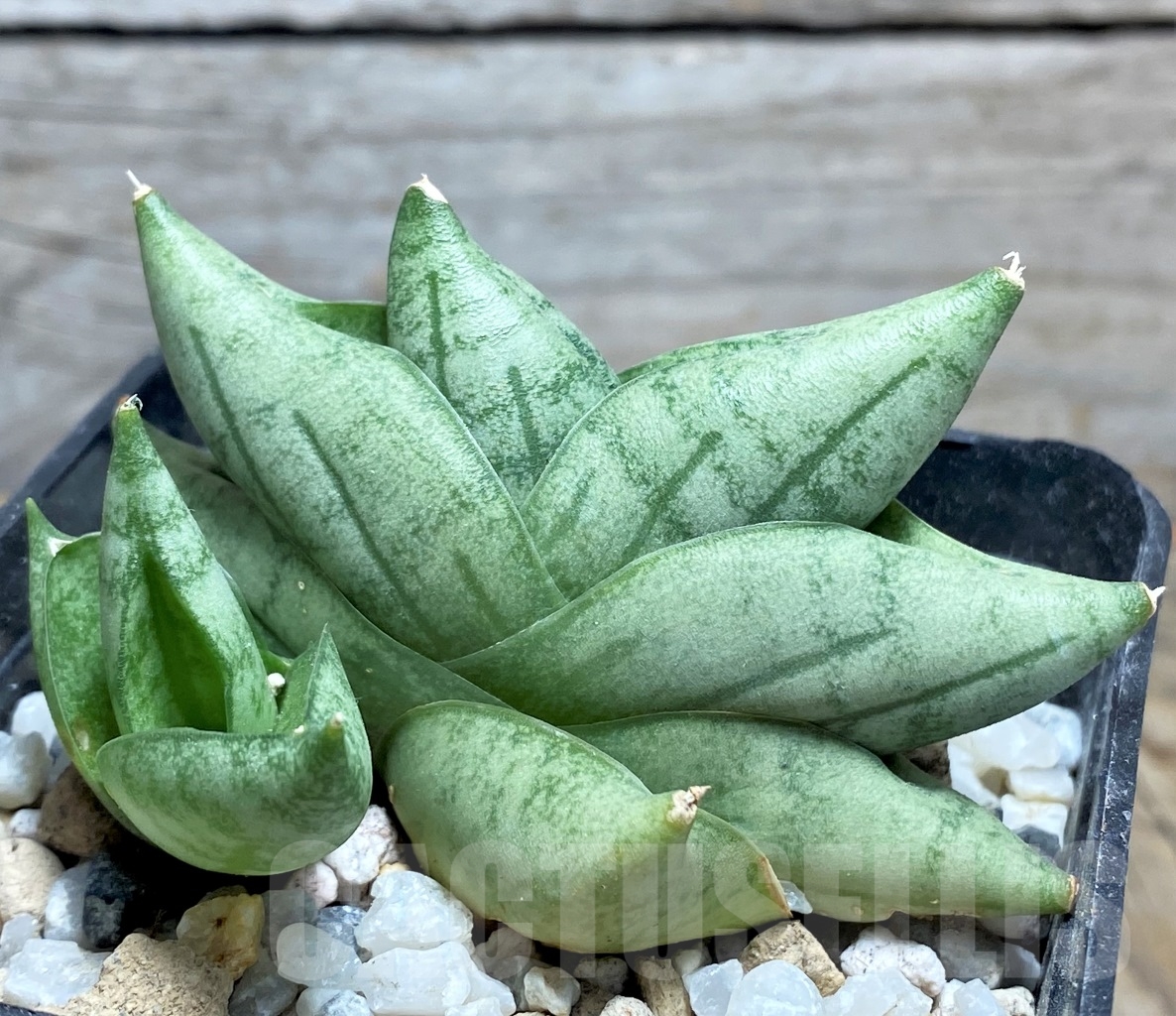 SHPR14223 Sansevieria 'Mini Boncel'