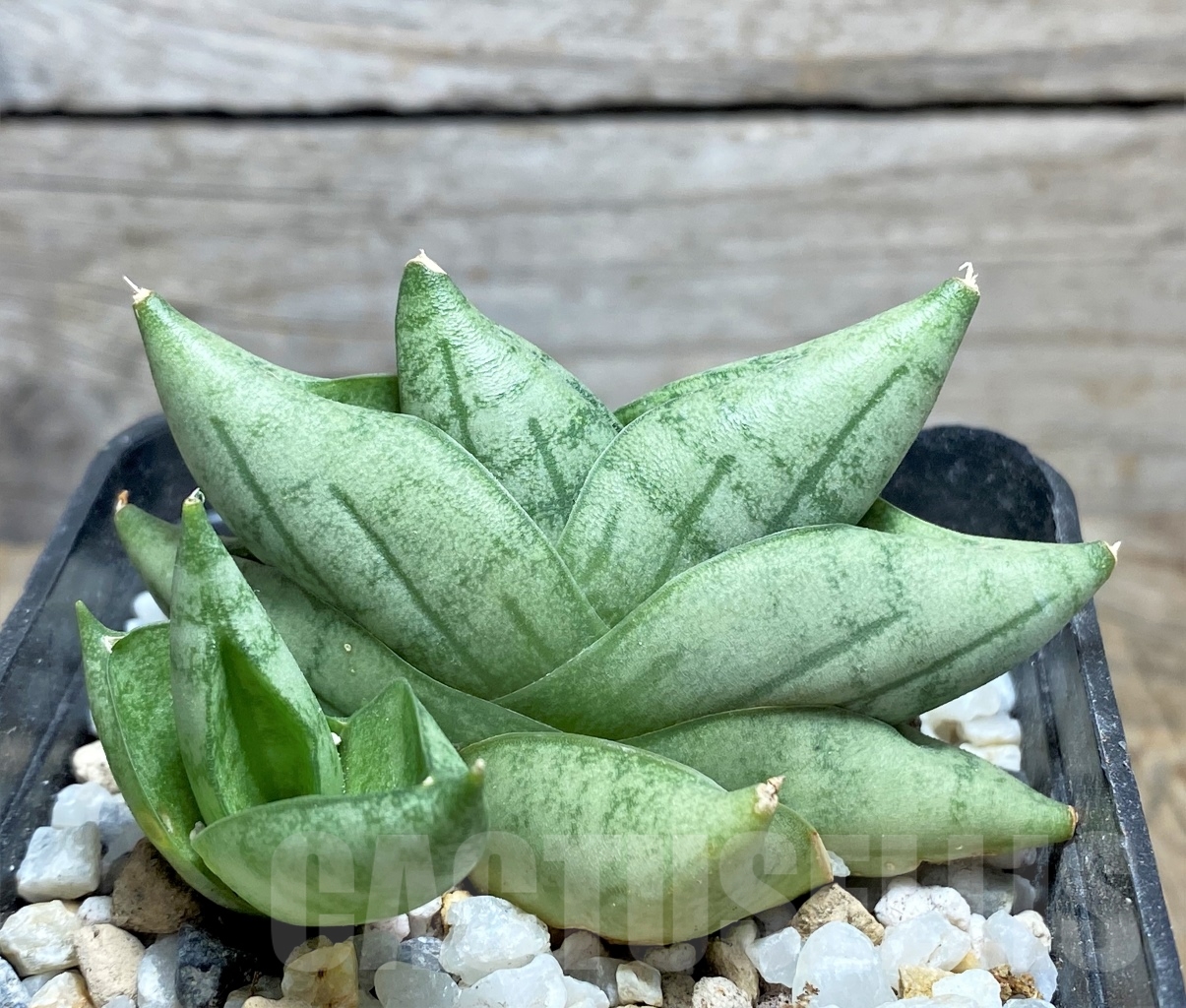 SHPR14223 Sansevieria 'Mini Boncel' - Image 2