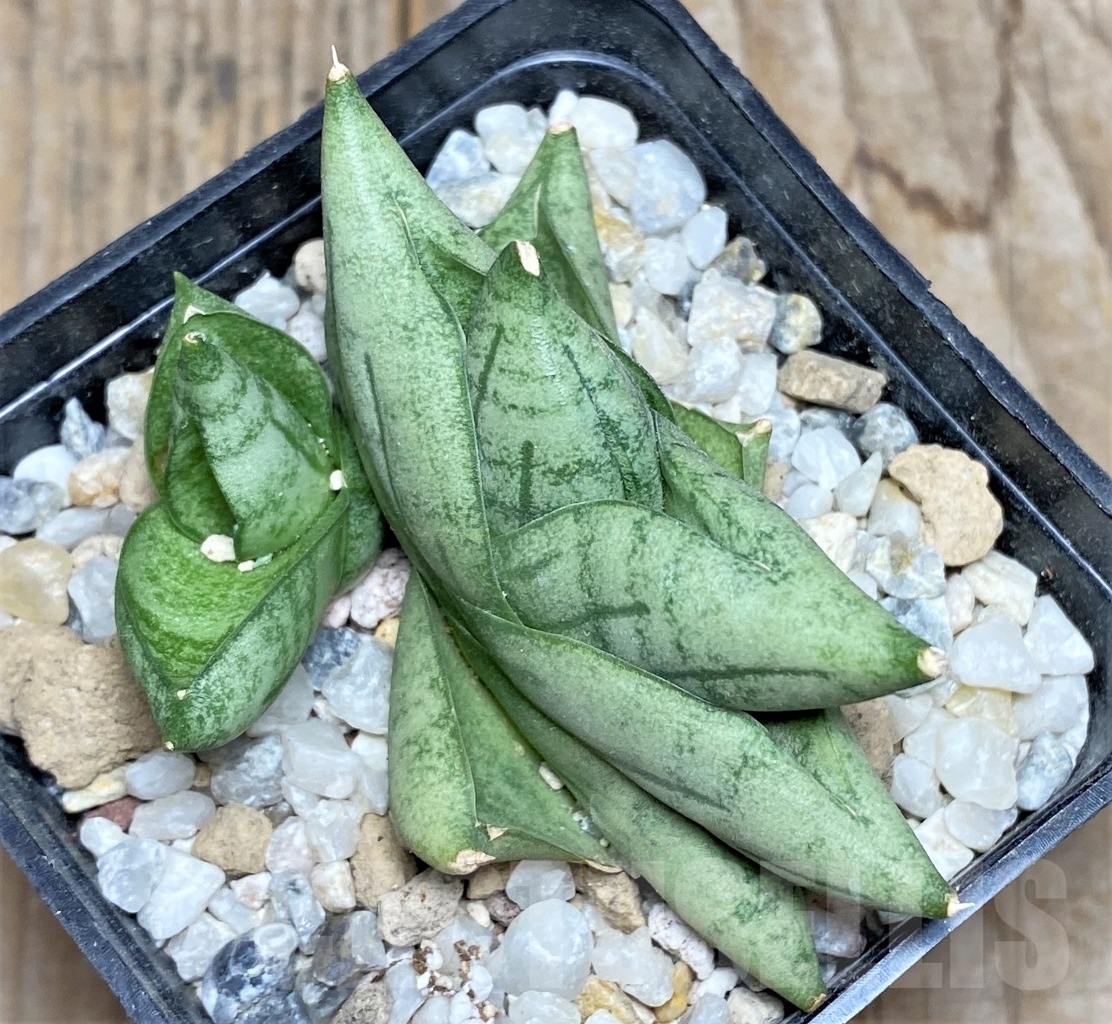 SHPR14223 Sansevieria 'Mini Boncel' - Image 3