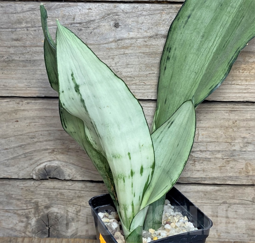 SHPR14224 Sansevieria trifasciata ‘Brazilian Moonshine’ - Image 2
