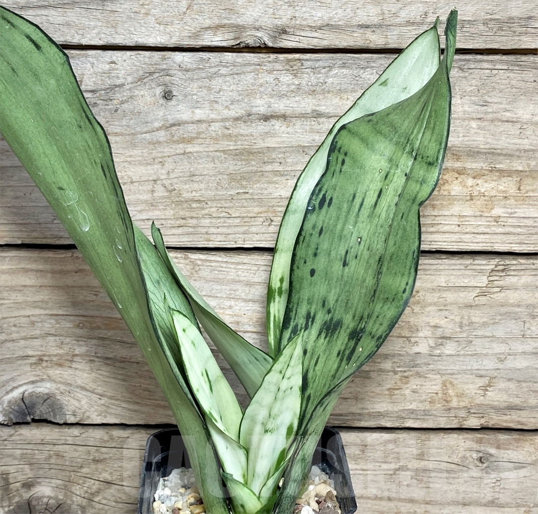 SHPR14224 Sansevieria trifasciata ‘Brazilian Moonshine’