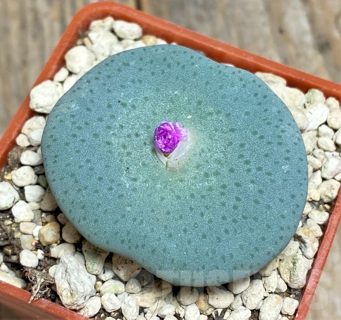 SHPR14227 Conophytum jucundum subs. ruschii PV 1028