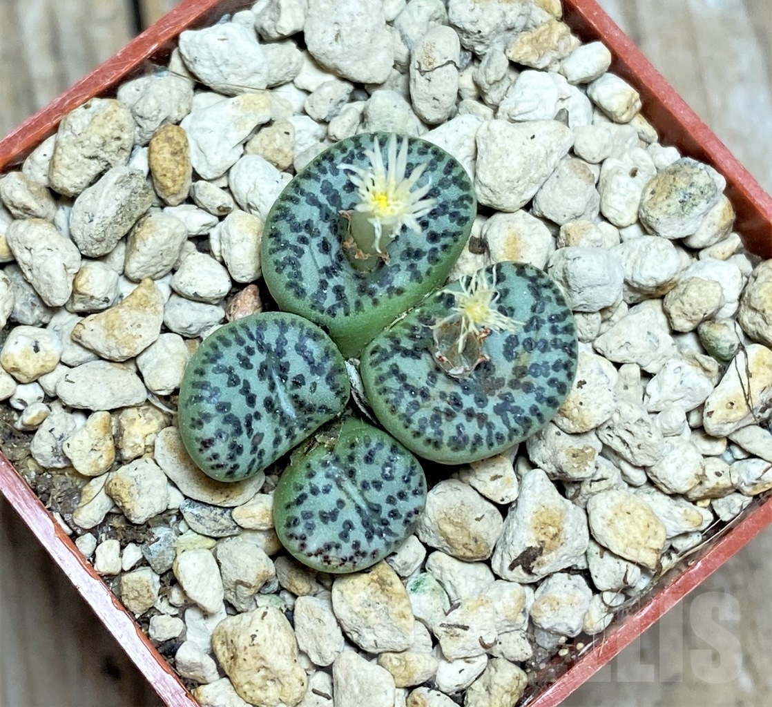 SHPR14228 Conophytum Obcordellum Mundum
