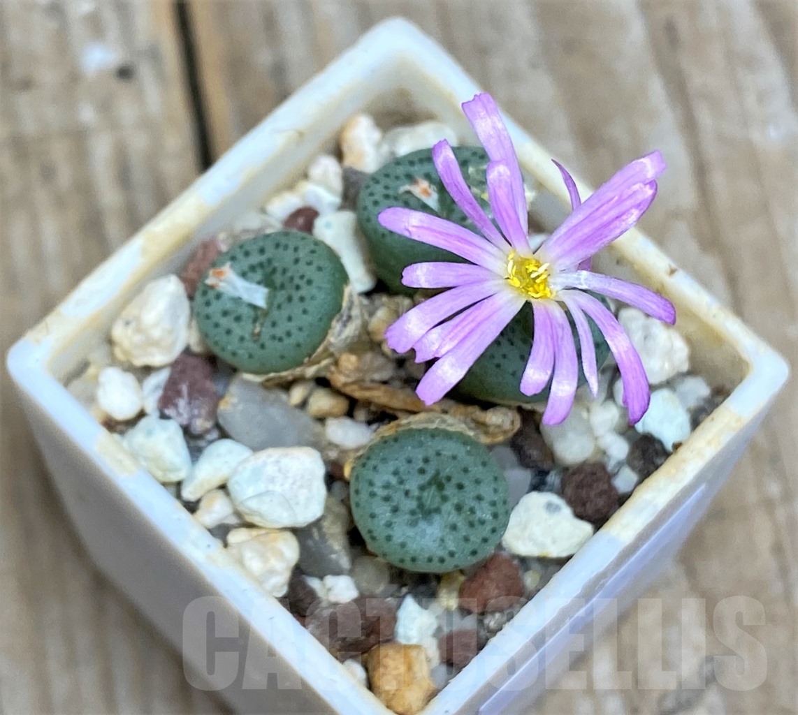SHPR14230 Conophytum wettsteinii v. fragile