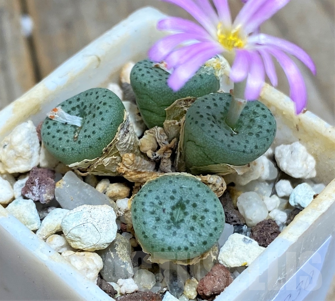 SHPR14230 Conophytum wettsteinii v. fragile - Image 2