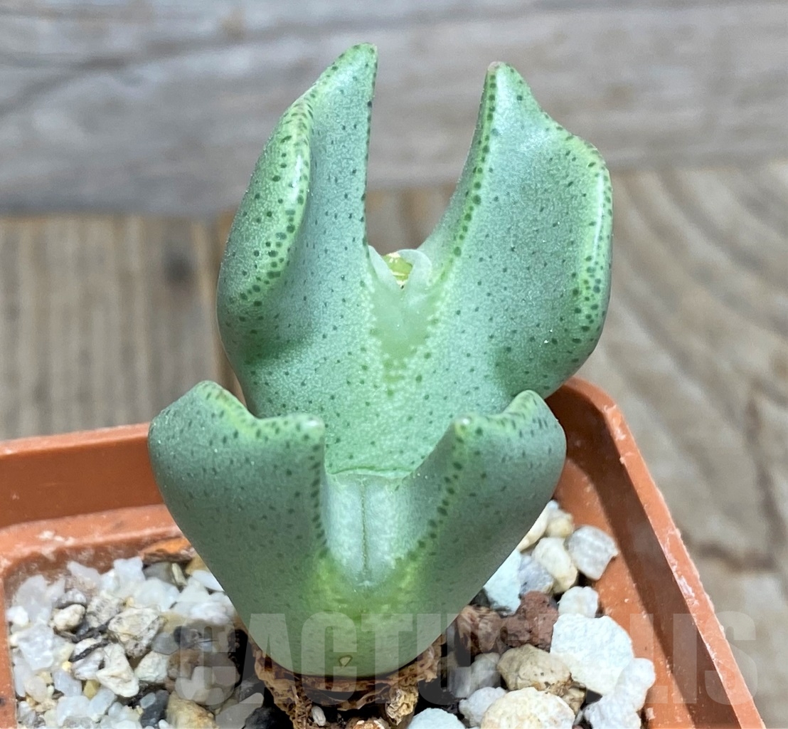 SHPR14231 Conophytum bilobum 'Noisabisense'