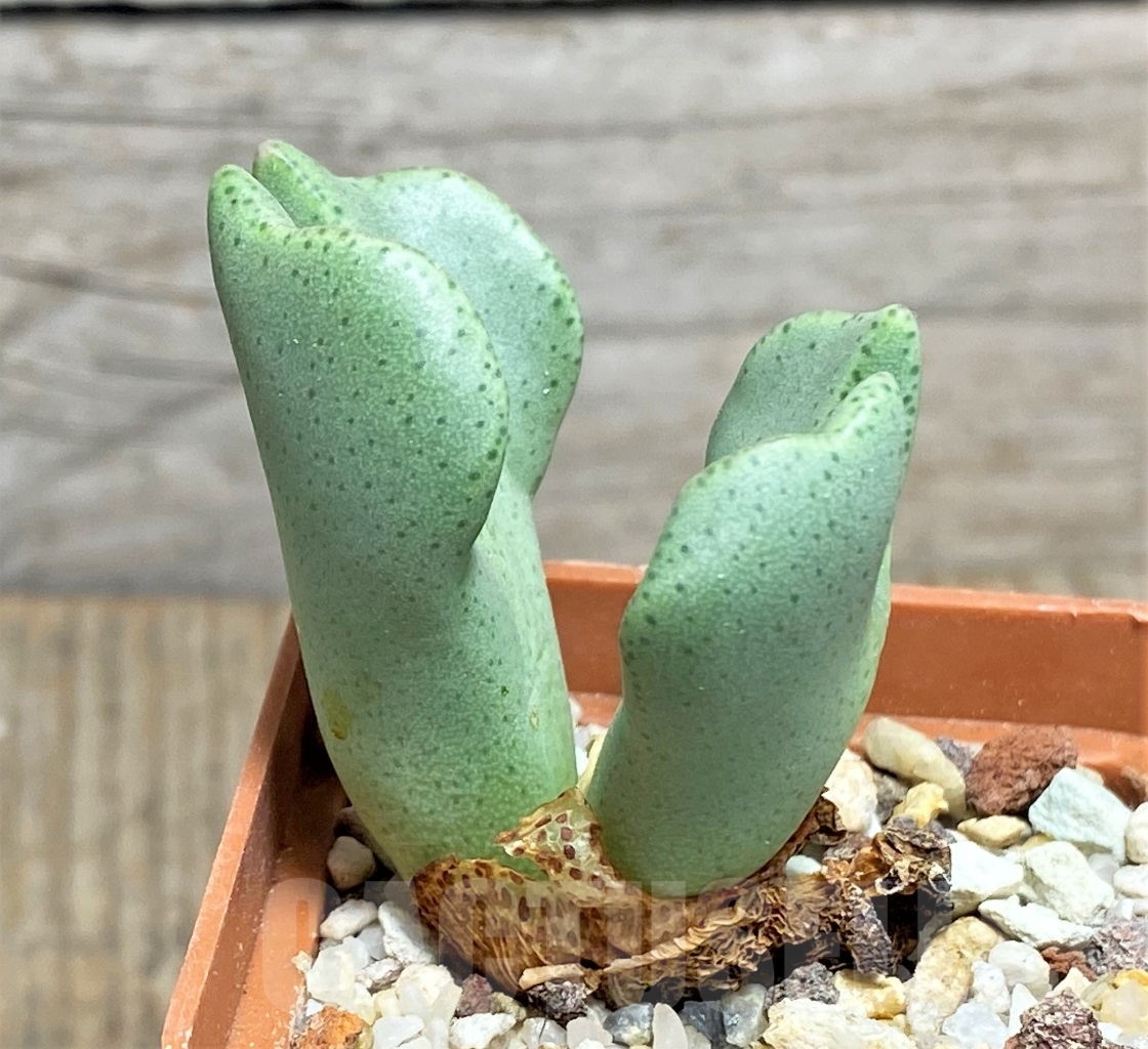 SHPR14231 Conophytum bilobum 'Noisabisense' - Image 2